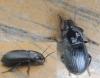 Harpalus serripes